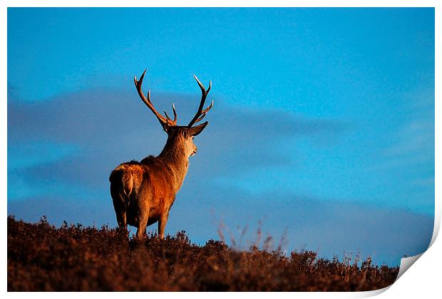 Highland Stag Print by Macrae Images
