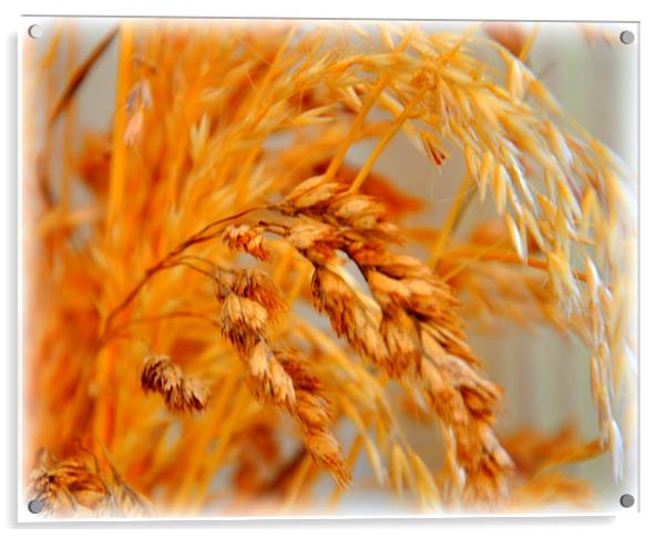 dried grass Acrylic by sue davies