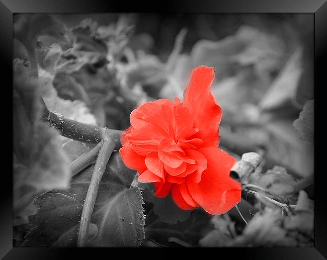 red flower Framed Print by sue davies
