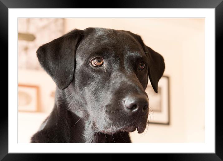 Alert black labrador Framed Mounted Print by Simon Wrigglesworth