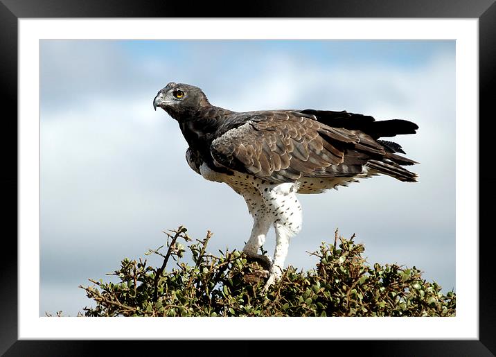 JST2430 The Eagle has landed Framed Mounted Print by Jim Tampin