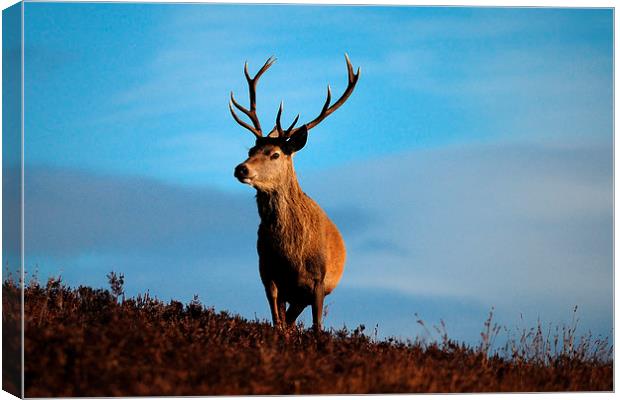 Highland Stag Canvas Print by Macrae Images