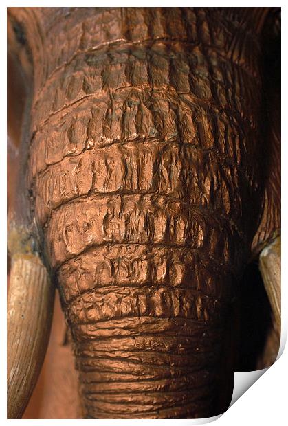 JST2566 Copper Trunk Print by Jim Tampin