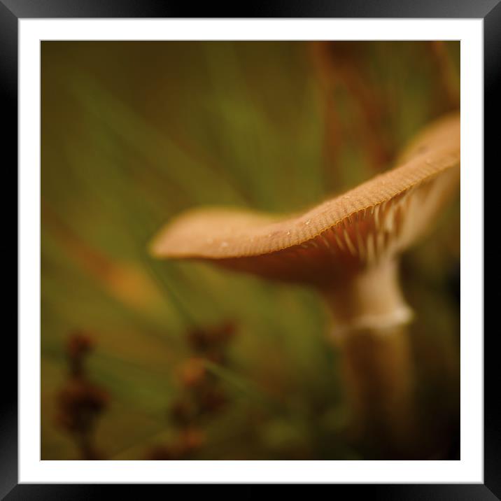 Forest fungus Framed Mounted Print by Izzy Standbridge