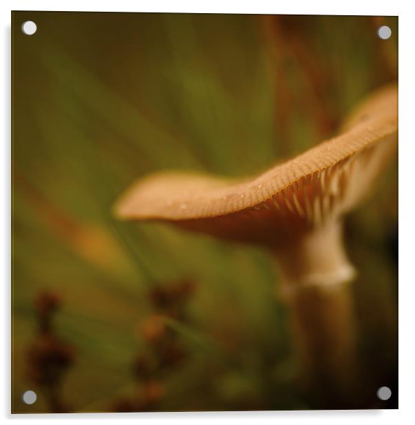 Forest fungus Acrylic by Izzy Standbridge