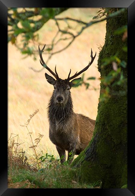 Red Deer Framed Print by Jim Alford