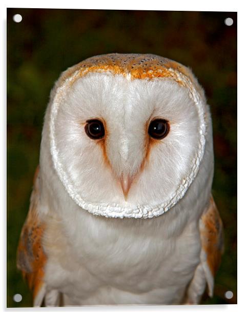 Barn Owl Headstudy Acrylic by Paul Scoullar