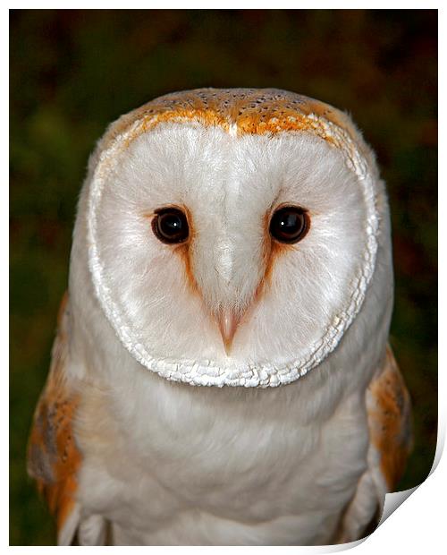 Barn Owl Headstudy Print by Paul Scoullar