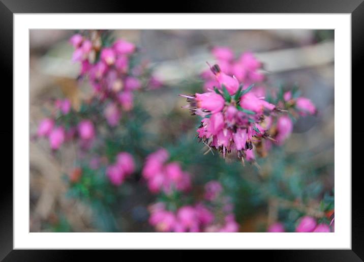 Pink Summer Framed Mounted Print by Kelly Cronin