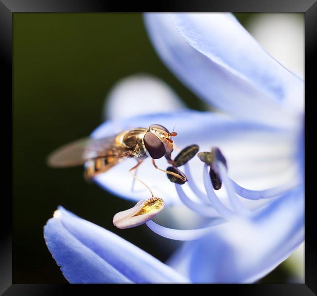Hover fly Framed Print by andrew bagley
