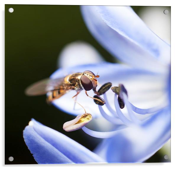 Hover fly Acrylic by andrew bagley