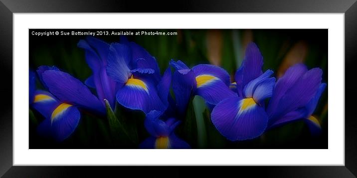 Iris Framed Mounted Print by Sue Bottomley