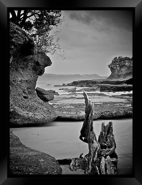 Driftwood New Zealand Framed Print by Philip Hurrell