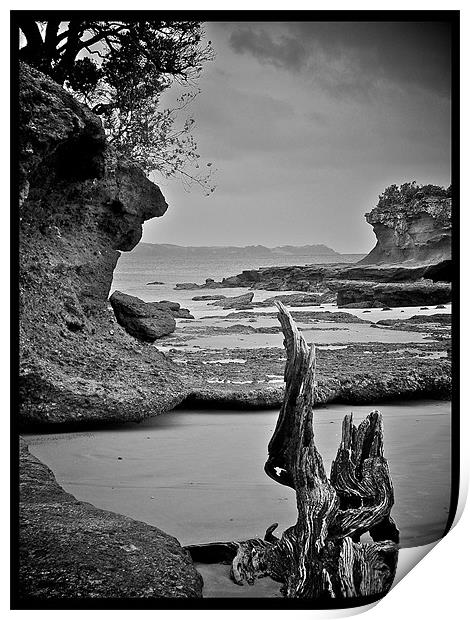 Driftwood New Zealand Print by Philip Hurrell