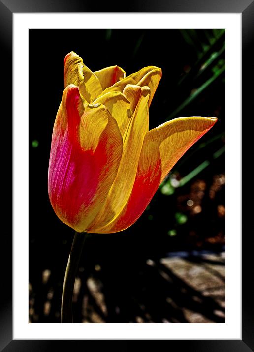 Fire Flower Framed Mounted Print by Tom and Dawn Gari
