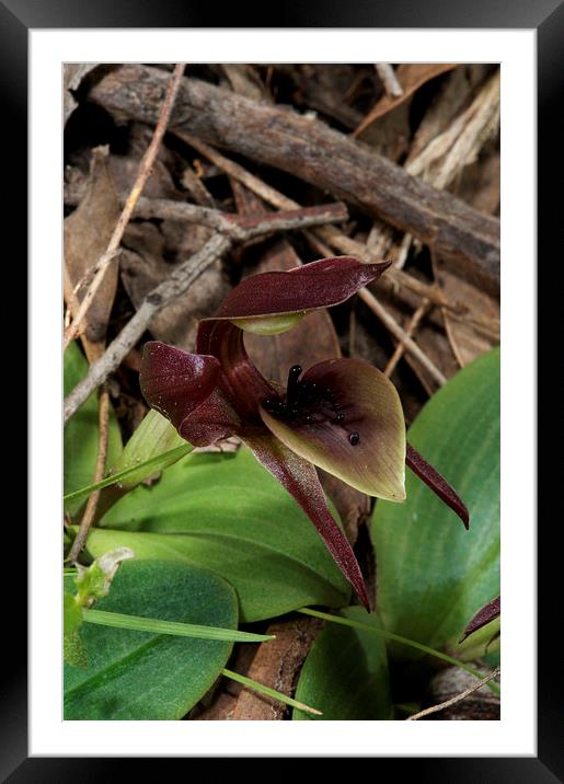 Common Bird Orchid Framed Mounted Print by Graham Palmer