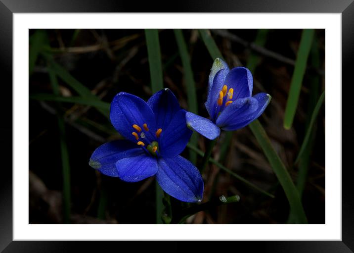 Pair Of Blue Stars Framed Mounted Print by Graham Palmer
