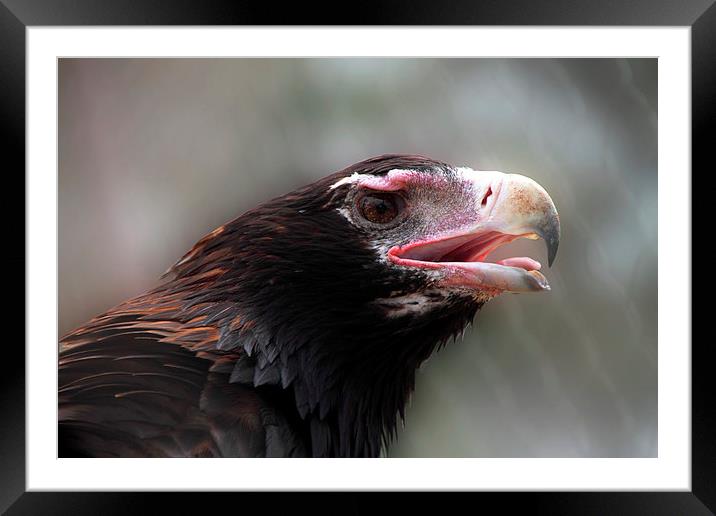 Wedge-Tailed Eagle Portrait Framed Mounted Print by Carole-Anne Fooks