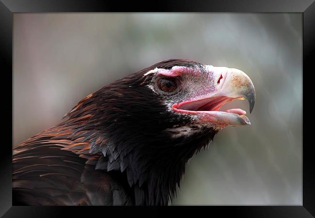 Wedge-Tailed Eagle Portrait Framed Print by Carole-Anne Fooks