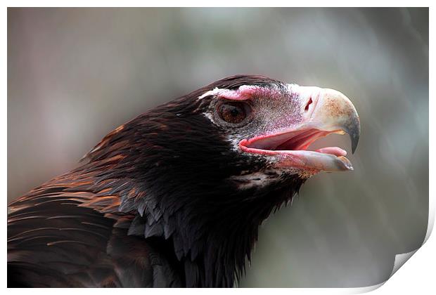Wedge-Tailed Eagle Portrait Print by Carole-Anne Fooks