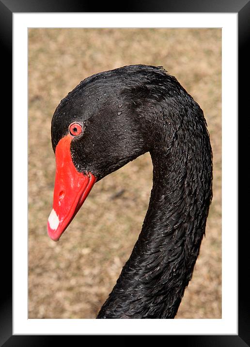 Portrait of a Black Swan Framed Mounted Print by Carole-Anne Fooks