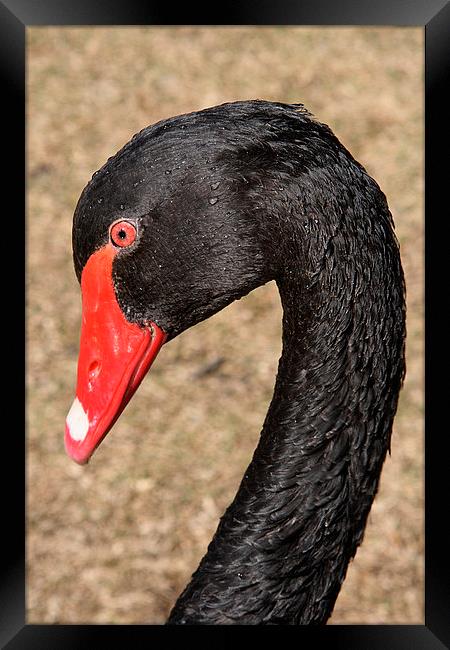 Portrait of a Black Swan Framed Print by Carole-Anne Fooks