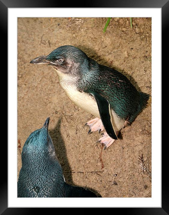 Little Penguins Framed Mounted Print by Carole-Anne Fooks