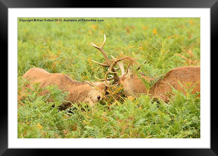 Rutting Reds Framed Mounted Print by Alan Sutton