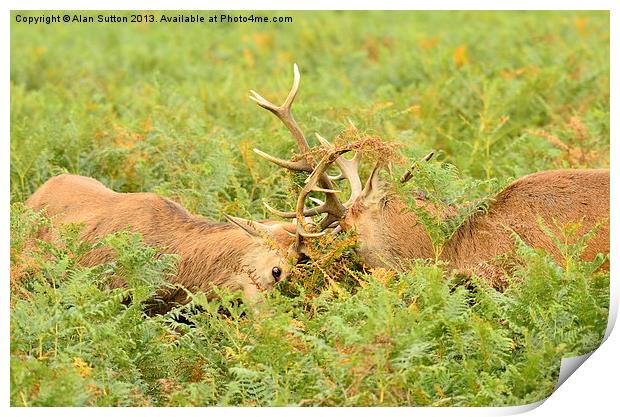 Rutting Reds Print by Alan Sutton