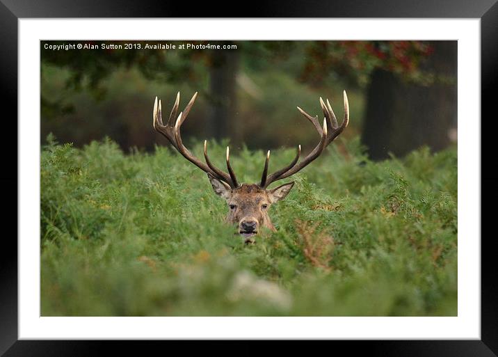 Are you looking at me ? Framed Mounted Print by Alan Sutton