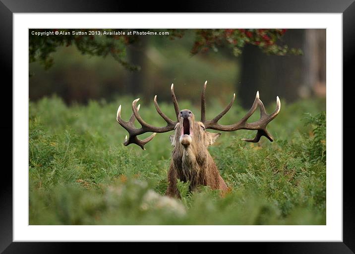 The Roar of the wild ! Framed Mounted Print by Alan Sutton