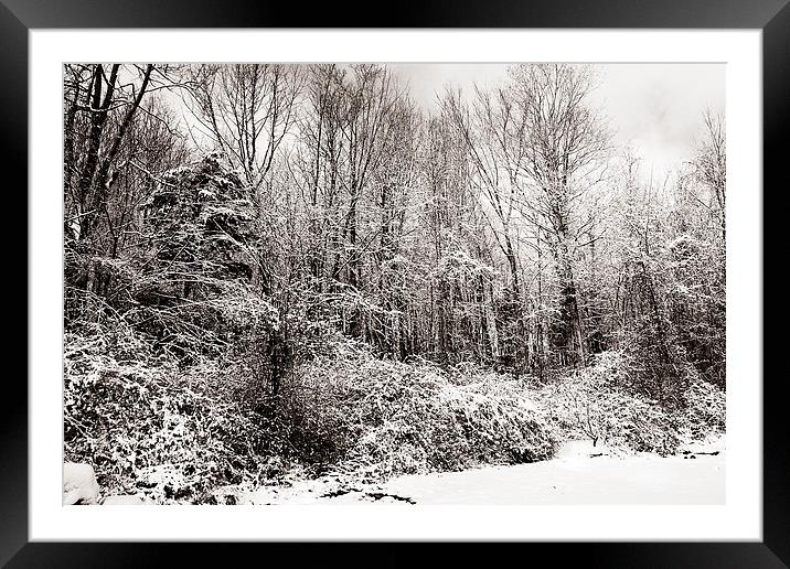 Duotone of Snow and Trees Framed Mounted Print by james balzano, jr.