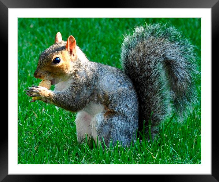 nuts Framed Mounted Print by sue davies