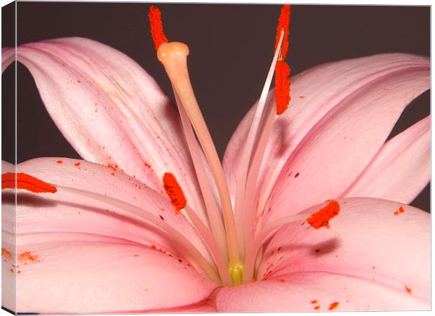 pink lily Canvas Print by Ali Dyer