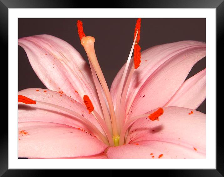 pink lily Framed Mounted Print by Ali Dyer
