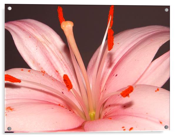 pink lily Acrylic by Ali Dyer