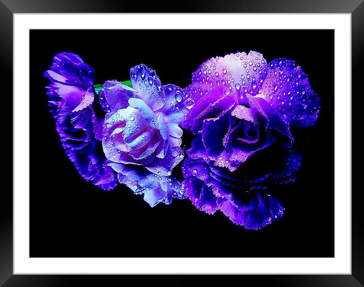 the color purple Framed Mounted Print by dale rys (LP)