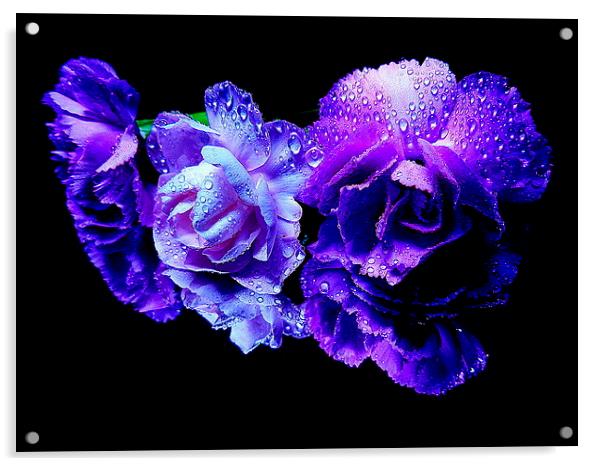 the color purple Acrylic by dale rys (LP)
