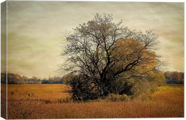 Fall Field Canvas Print by Mary Lane