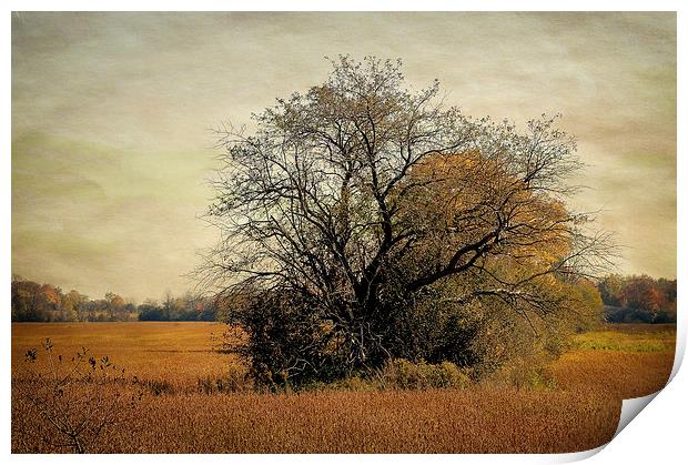Fall Field Print by Mary Lane