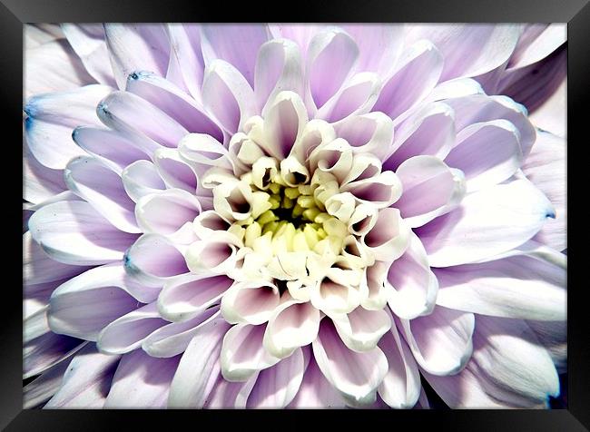 purple chrysanthemym Framed Print by Ali Dyer