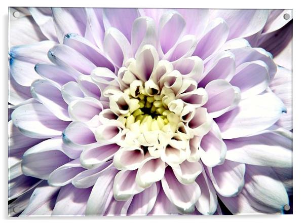purple chrysanthemym Acrylic by Ali Dyer