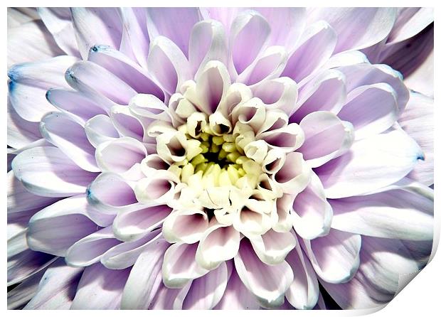 purple chrysanthemym Print by Ali Dyer