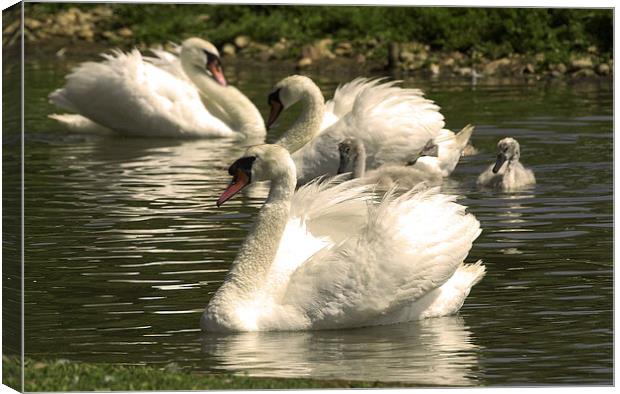 JST2571 Mute Swans with young Canvas Print by Jim Tampin