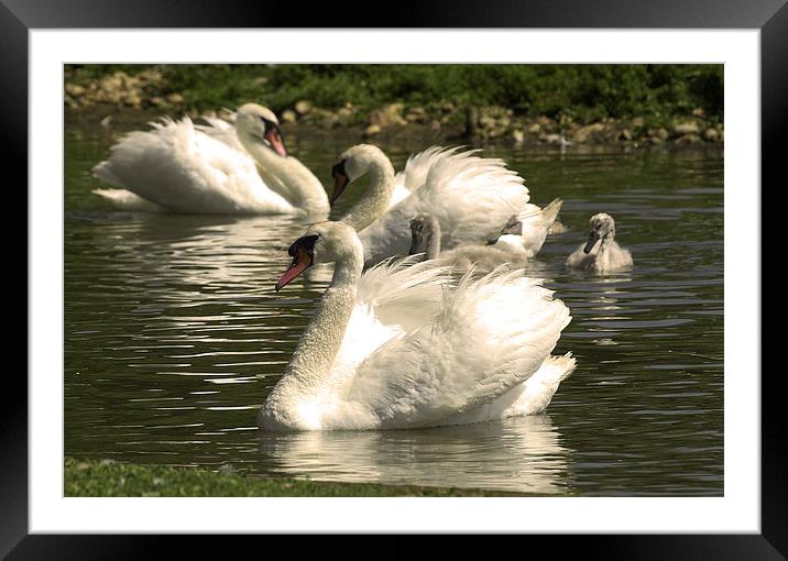 JST2571 Mute Swans with young Framed Mounted Print by Jim Tampin