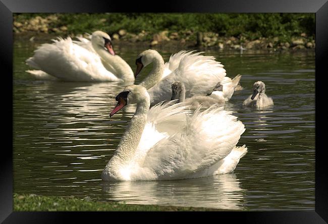 JST2571 Mute Swans with young Framed Print by Jim Tampin