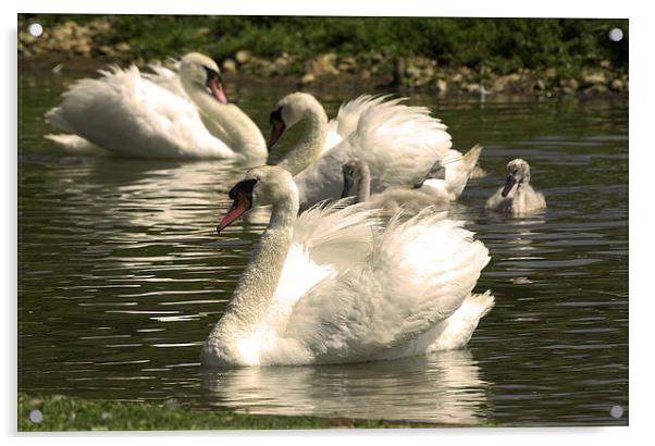 JST2571 Mute Swans with young Acrylic by Jim Tampin