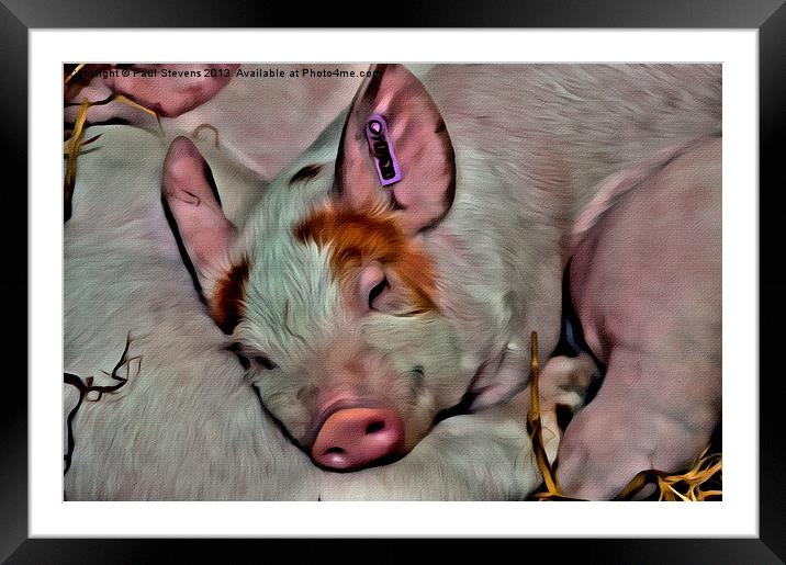 Pig Face Framed Mounted Print by Paul Stevens