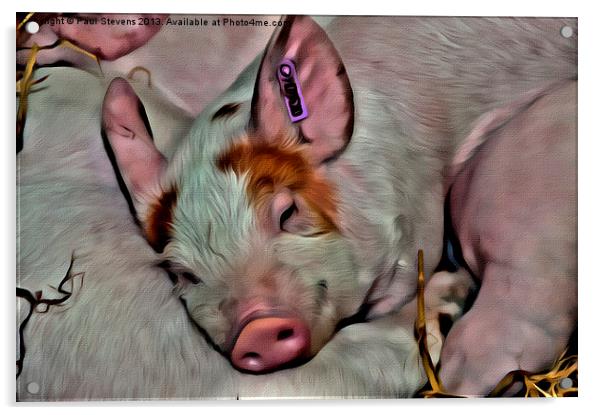 Pig Face Acrylic by Paul Stevens