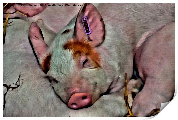 Pig Face Print by Paul Stevens